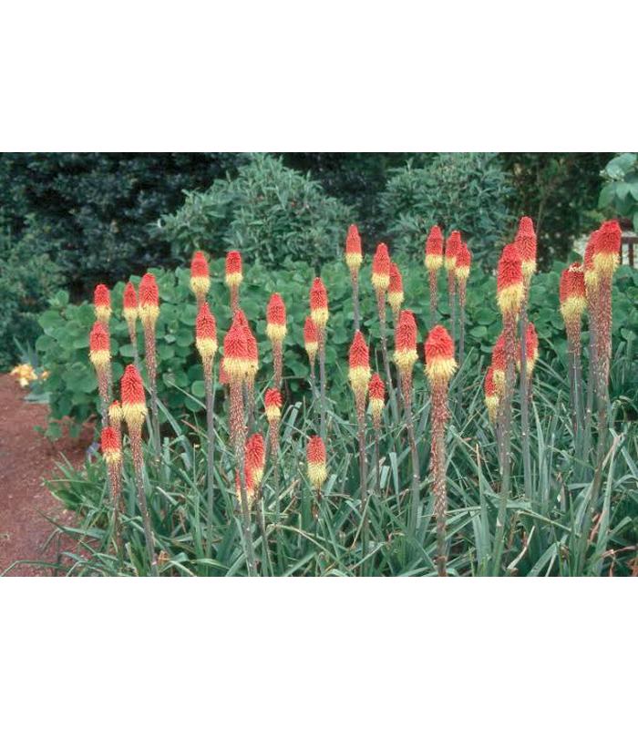 Kniphofia uvaria (Red Hot Poker) - Buy Cold Climate Plants Online Tablelands Nurseries