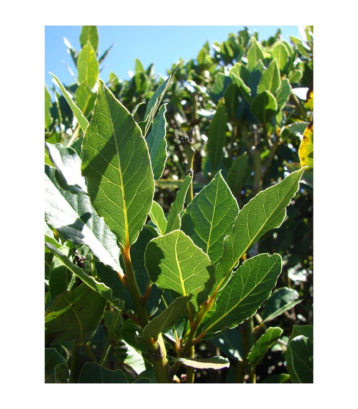 Laurus nobilis (Bay Tree) - Buy Cold Climate Plants Online Tablelands Nurseries