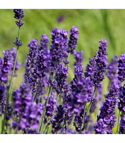 Lavandula angustifolia - English Lavender (2 varieties available) - Buy Cold Climate Plants Online Tablelands Nurseries