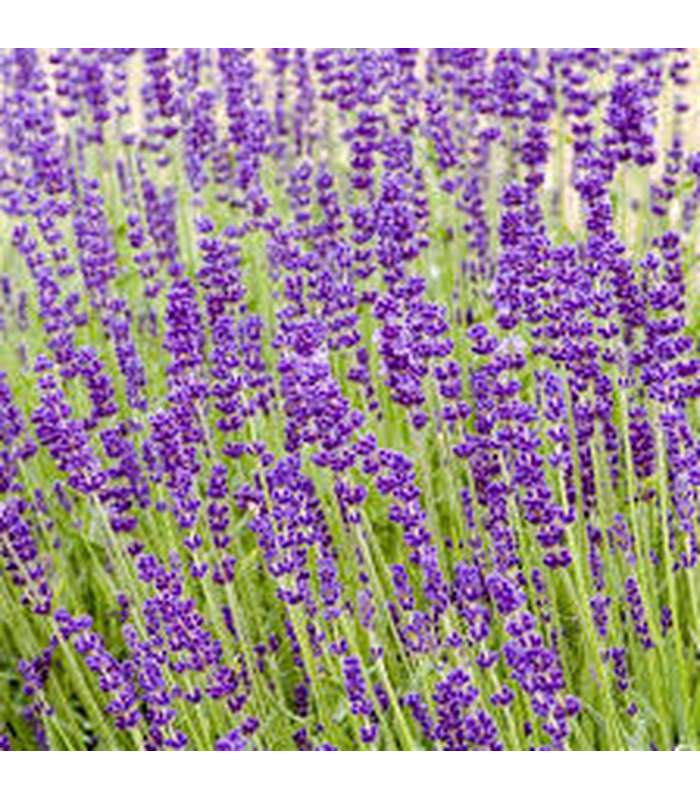 Lavender Grosso - Buy Cold Climate Plants Online Tablelands Nurseries