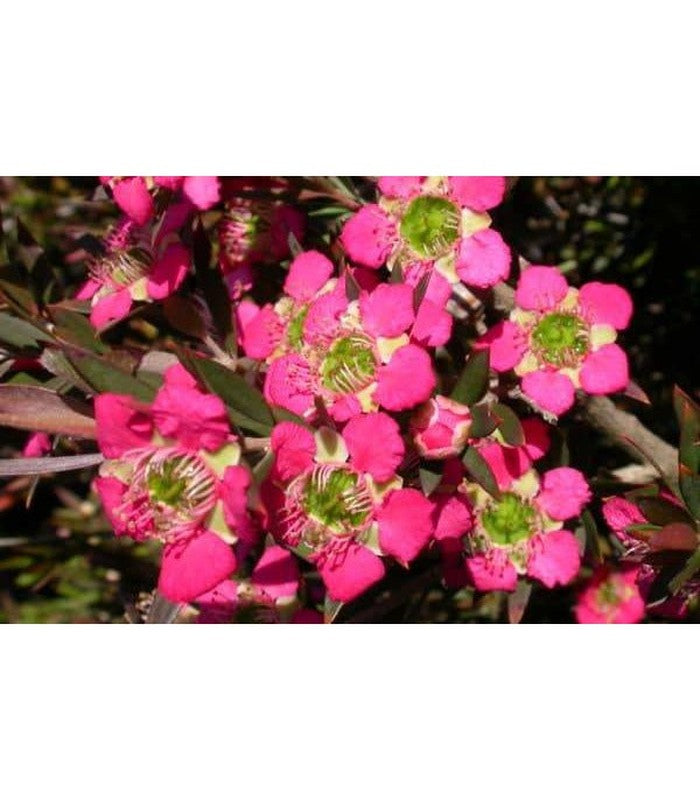 Leptospermum (5 Varieties Available) - Buy Cold Climate Plants Online Tablelands Nurseries