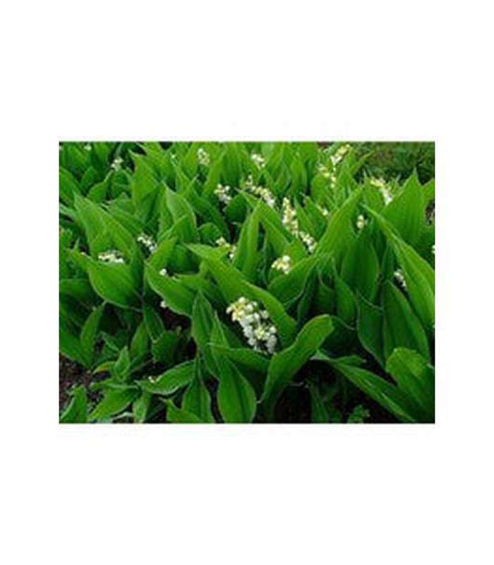Lily-of-the-Valley - Buy Cold Climate Plants Online Tablelands Nurseries