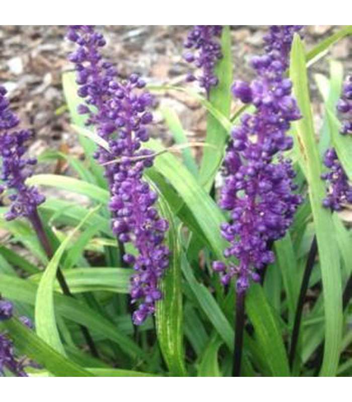 Liriope muscari (3 Varieties Available) - Buy Cold Climate Plants Online Tablelands Nurseries