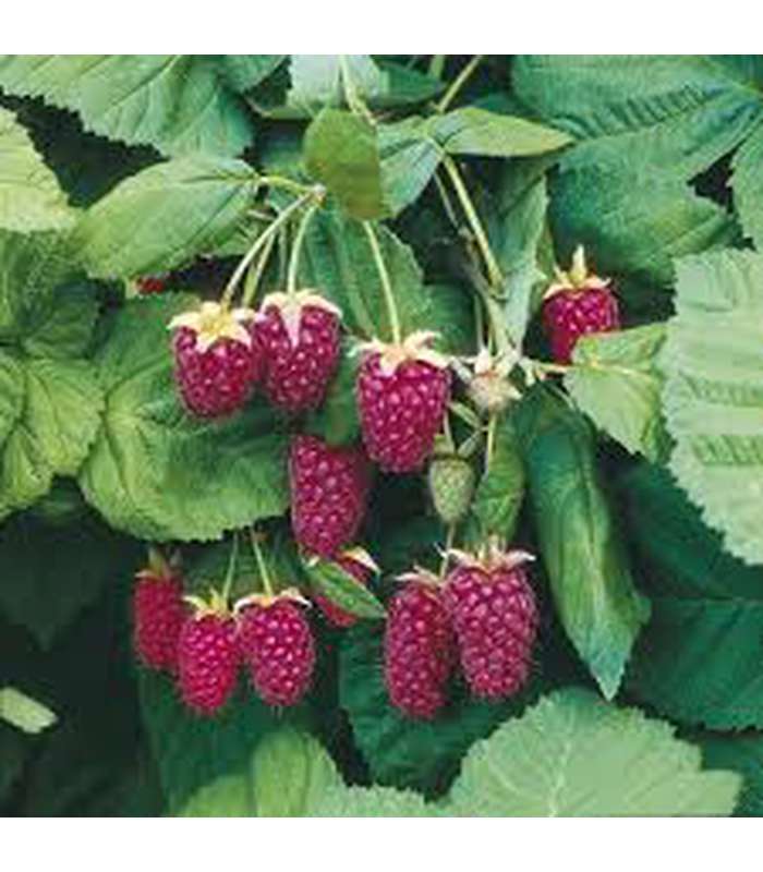 Loganberry - Buy Cold Climate Plants Online Tablelands Nurseries