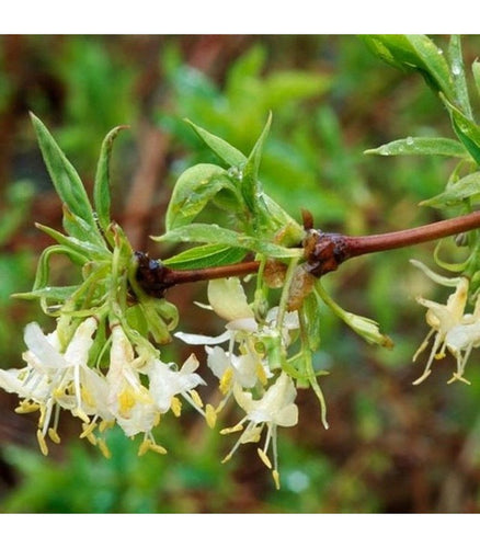 Lonicera fragrantissima (Honeysuckle) - Buy Cold Climate Plants Online Tablelands Nurseries