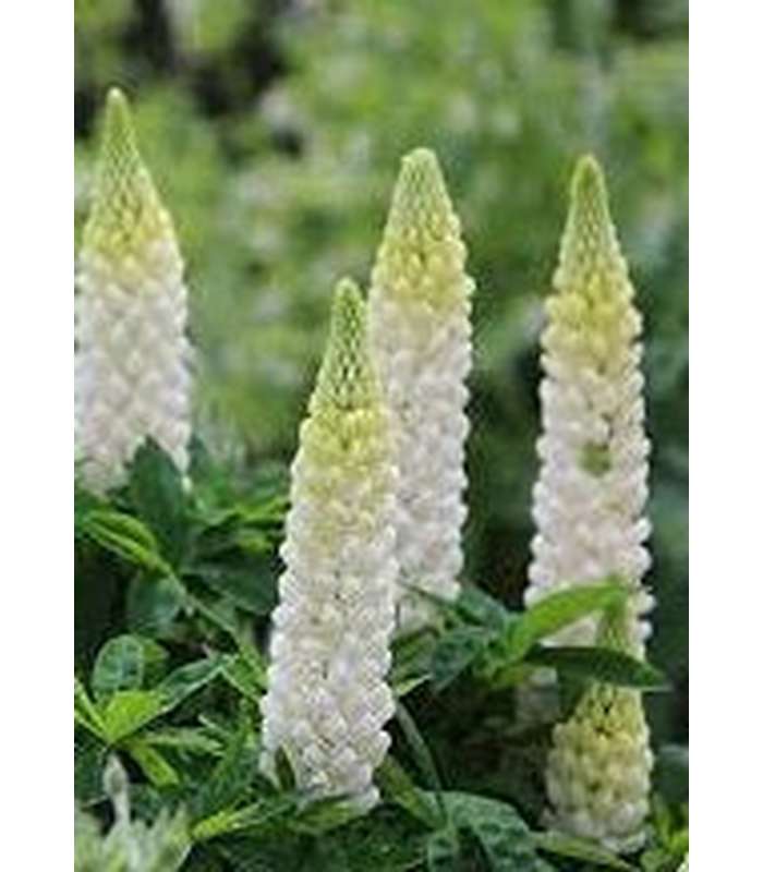 Lupinus polyphyllus (5 Varieties Available) - Buy Cold Climate Plants Online Tablelands Nurseries