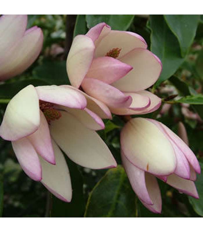 Michelia figo 'Lady of the Night' - Buy Cold Climate Plants Online Tablelands Nurseries