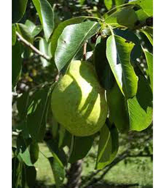 Pear (2 Varieties Available) - Buy Cold Climate Plants Online Tablelands Nurseries