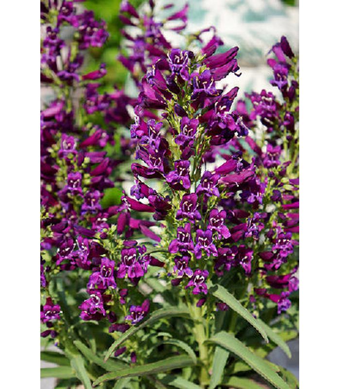 Penstemon Rust Penstemon (10 Varieties Available) – Tablelands Nurseries Online