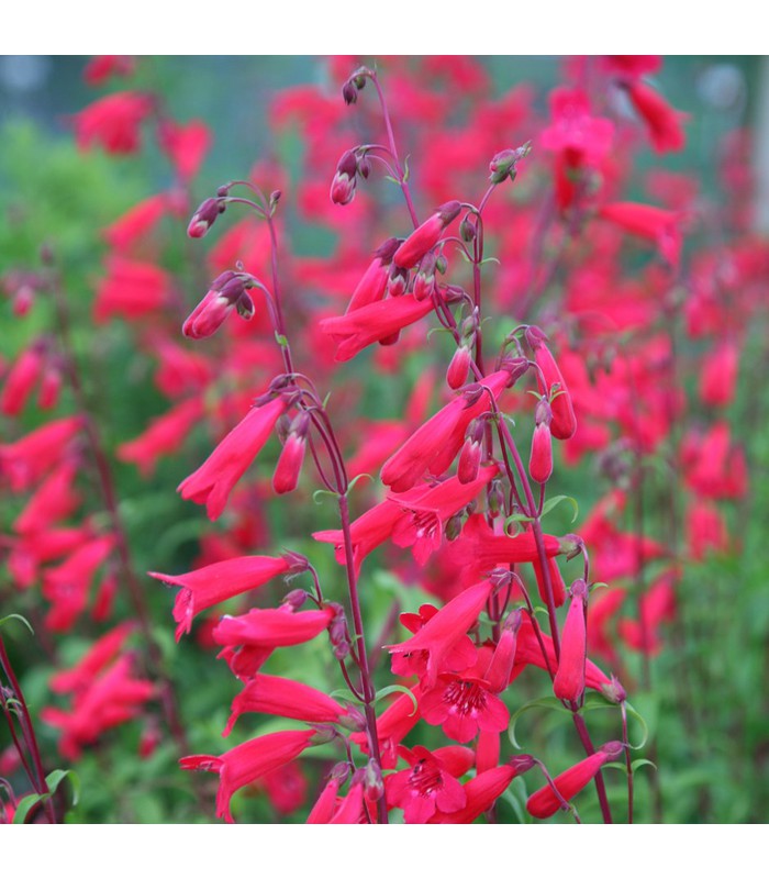 Penstemon (9 Varieties Available) - Buy Cold Climate Plants Online Tablelands Nurseries