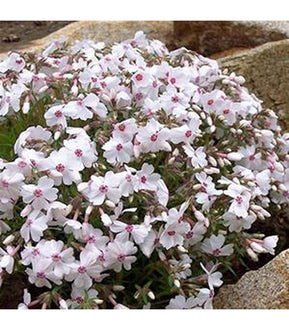 Alpine Phlox (6 Varieties Available) - Buy Cold Climate Plants Online Tablelands Nurseries