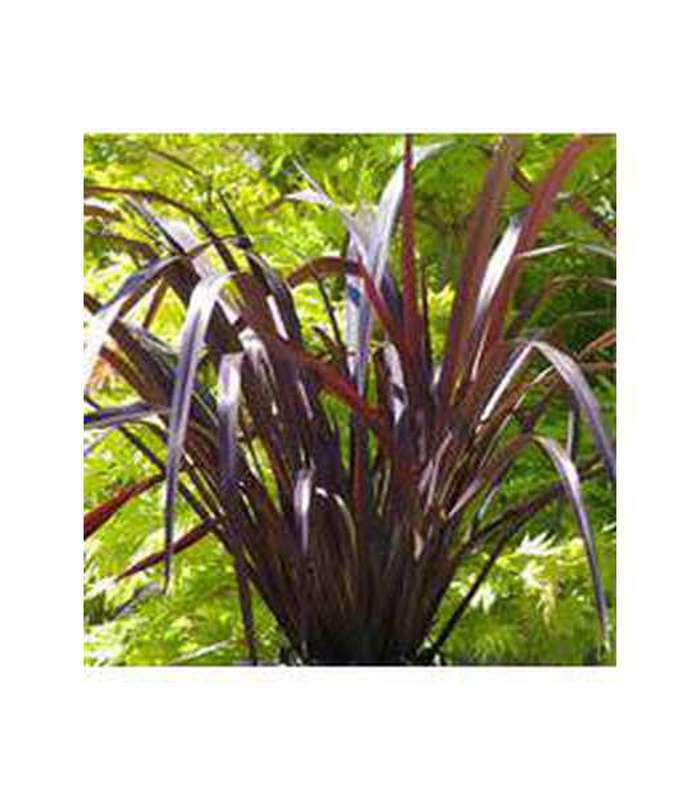 Phormium (9 varieties Available) - Buy Cold Climate Plants Online Tablelands Nurseries