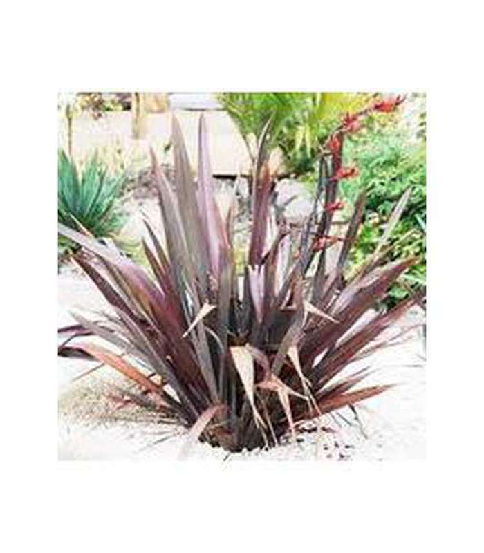 Phormium (9 varieties Available) - Buy Cold Climate Plants Online Tablelands Nurseries