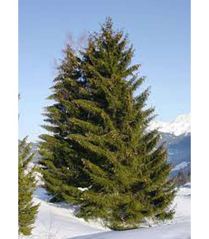 Picea abies (Christmas Tree) - Buy Cold Climate Plants Online Tablelands Nurseries