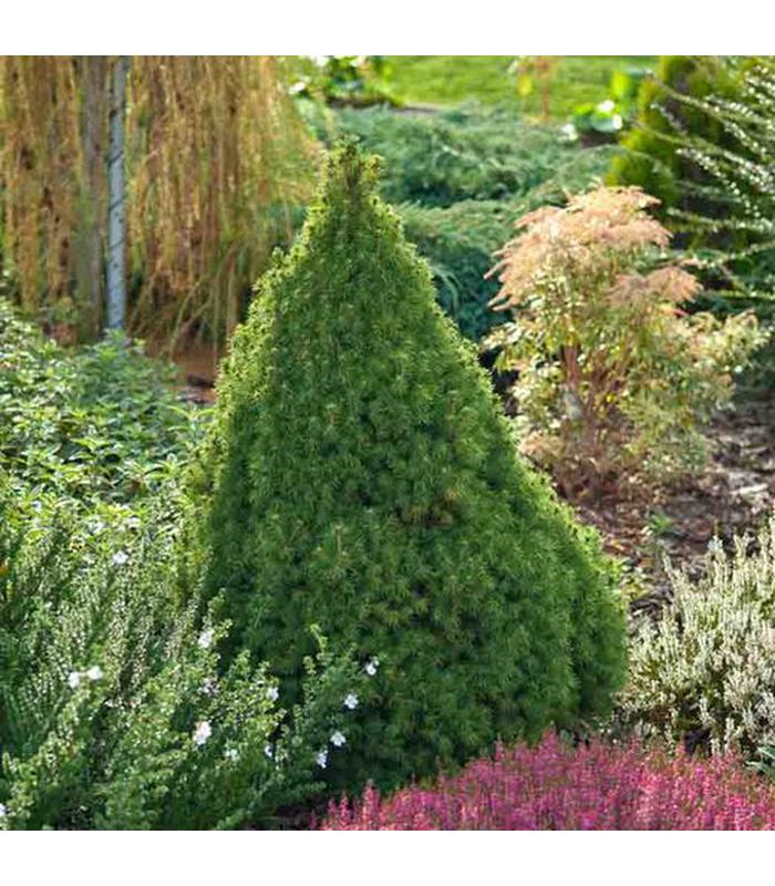 Picea glauca var albertiana 'Conica' - Buy Cold Climate Plants Online Tablelands Nurseries