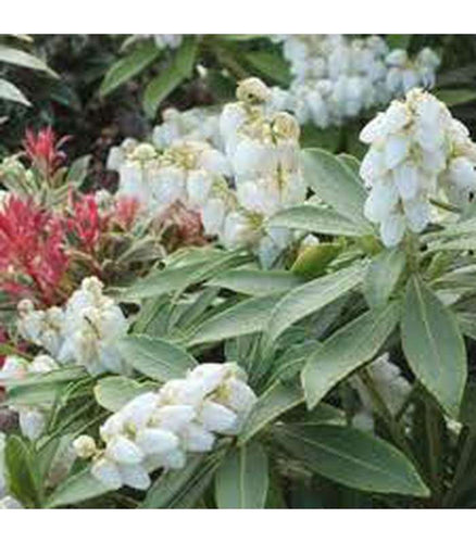 Pieris japonica (5 Varieties Available)