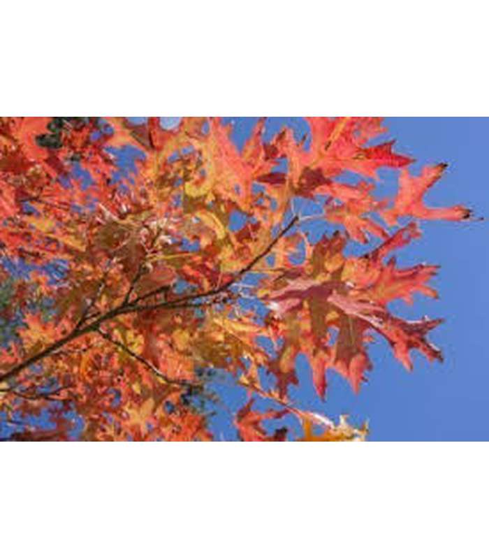 Oak Tree (2 Varieties Available) - Buy Cold Climate Plants Online Tablelands Nurseries