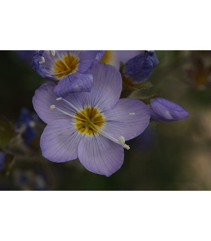 Polemonium (Blue Dove) - Buy Cold Climate Plants Online Tablelands Nurseries