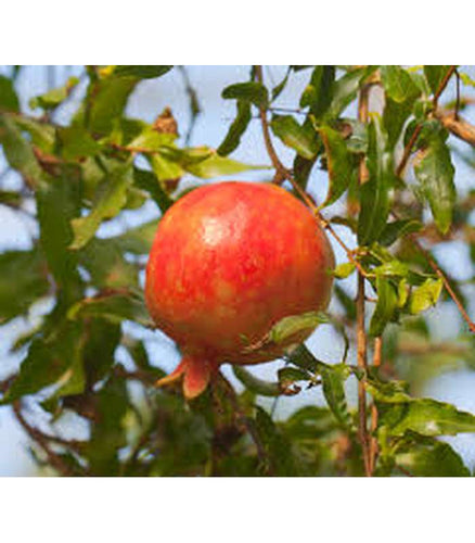 Pomegranate (2 Varieties Available) - Buy Cold Climate Plants Online Tablelands Nurseries