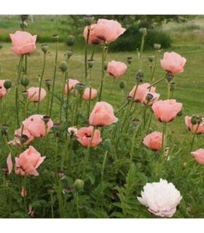 Oriental Poppy (5 Varieties Available) - Buy Cold Climate Plants Online Tablelands Nurseries
