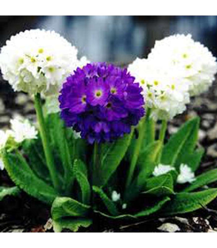 Primula denticulata - Buy Cold Climate Plants Online Tablelands Nurseries