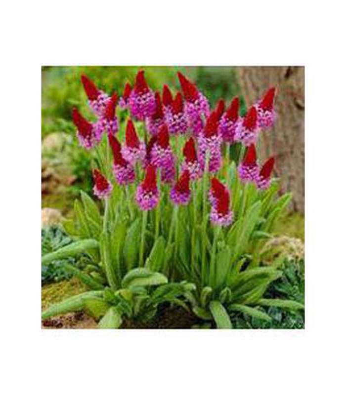 Primula (2 Varieties Available) - Buy Cold Climate Plants Online Tablelands Nurseries