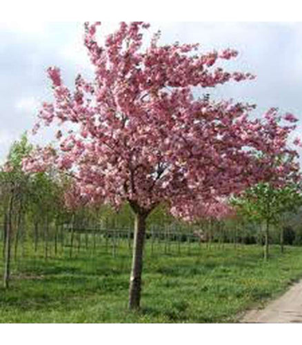 Prunus Kanzan - Buy Cold Climate Plants Online Tablelands Nurseries