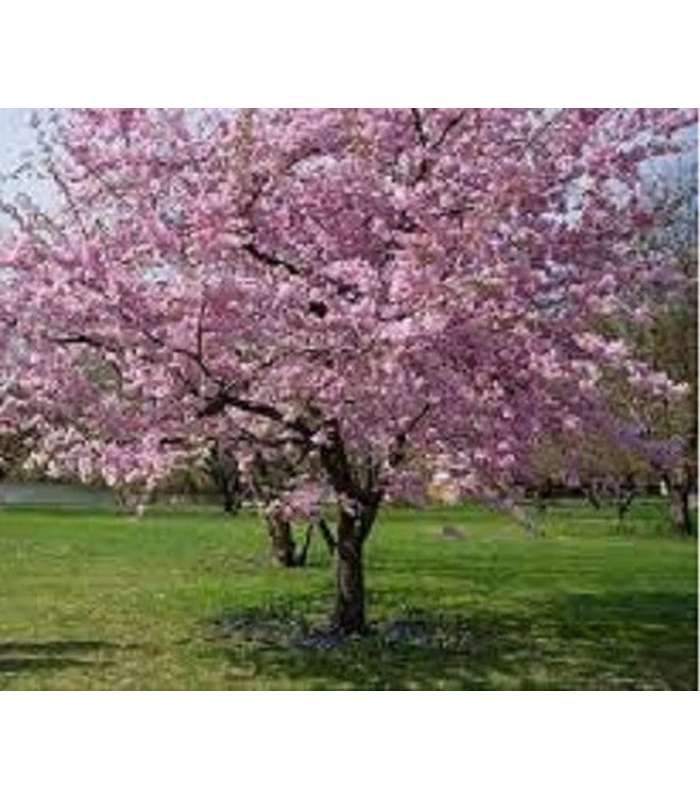 Prunus Fugenzo (JH Vietch) - Buy Cold Climate Plants Online Tablelands Nurseries