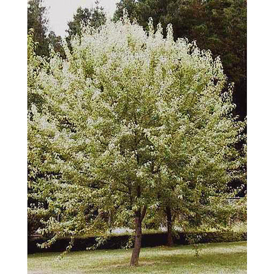Pyrus nivalis (Snow Pear) Tablelands Nurseries Online