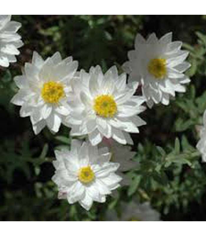 Rhodanthe (Paper Daisy) - Buy Cold Climate Plants Online Tablelands Nurseries