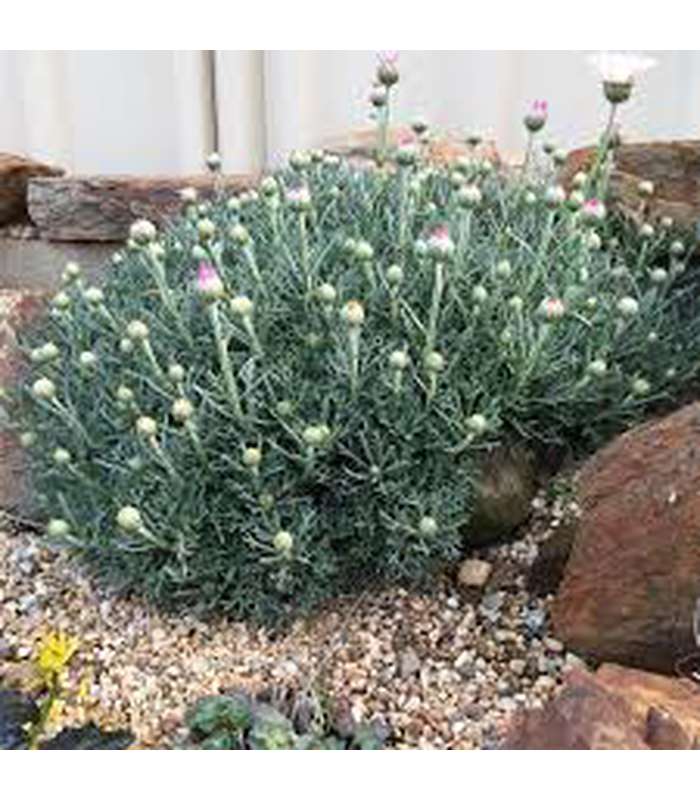 Rhodanthemum catananche ‘Tizi nTest’ - Buy Cold Climate Plants Online Tablelands Nurseries