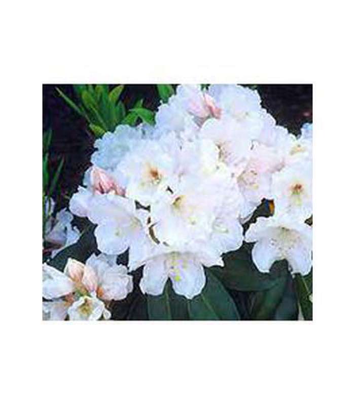 Rhododendron (5 Varieties Available)