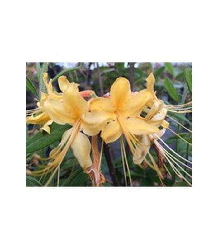 Rhododendron (5 Varieties Available)
