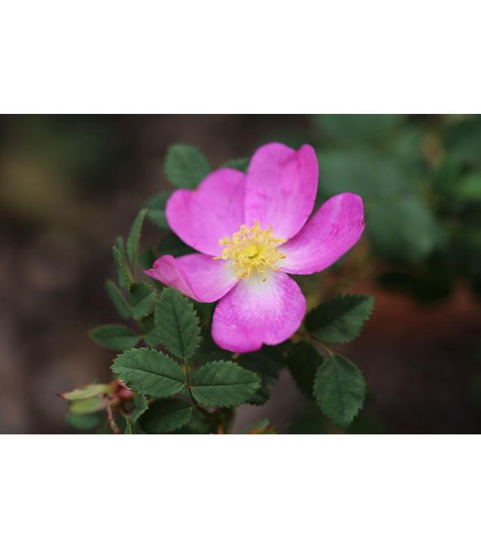 Rosa pimpinillifolia - Buy Cold Climate Plants Online Tablelands Nurseries