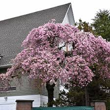 Weeping Cherry (3 Varieties Available)
