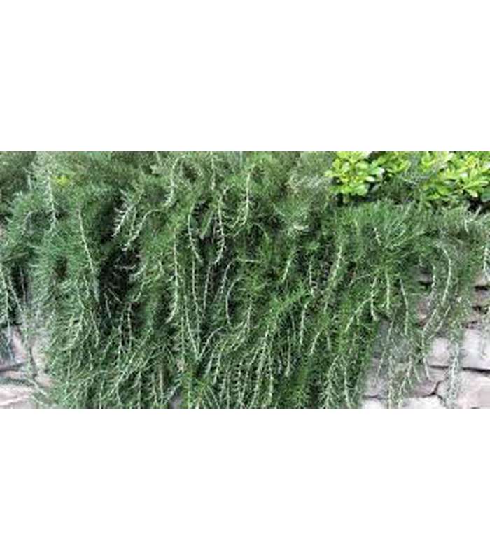 Rosemary (4 Varieties Available)