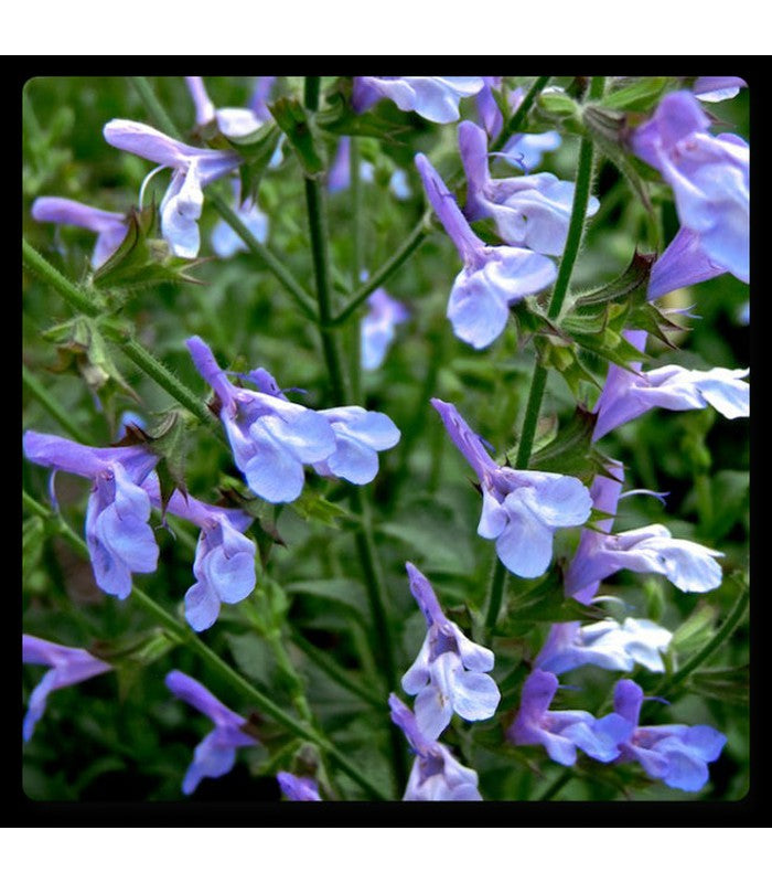 Salvia microphylla (8 Varieties Available) - Buy Cold Climate Plants Online Tablelands Nurseries