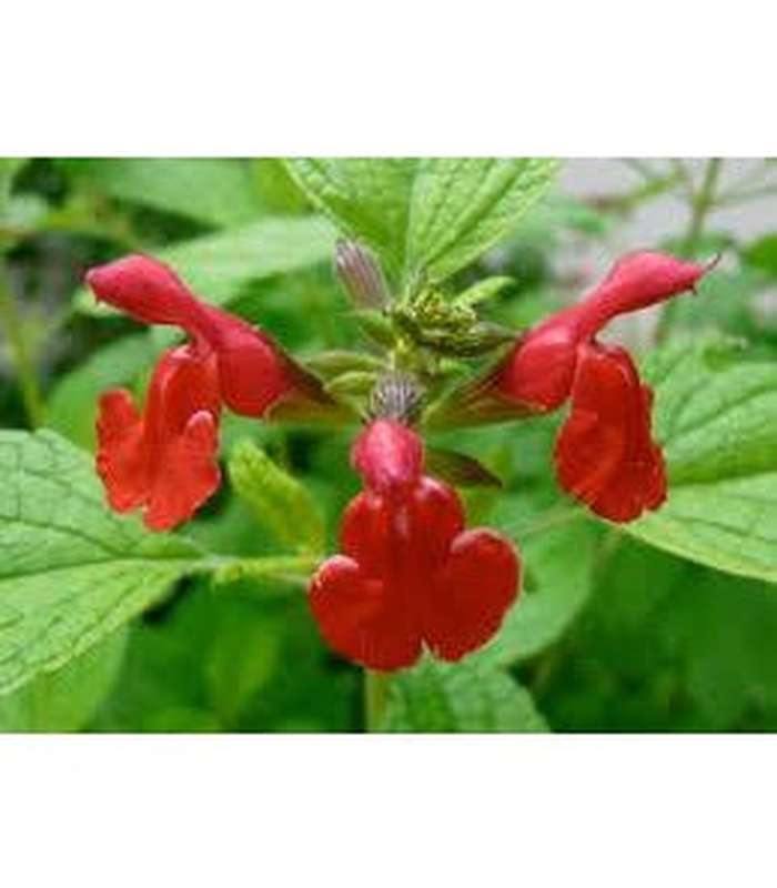 Salvia microphylla (8 Varieties Available) - Buy Cold Climate Plants Online Tablelands Nurseries