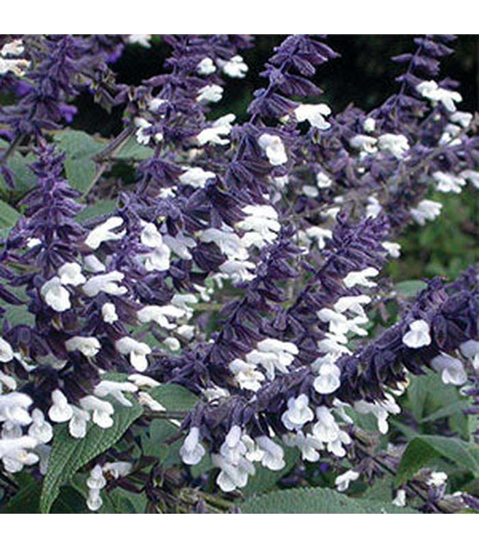 Salvia  (2 Varieties Available) - Buy Cold Climate Plants Online Tablelands Nurseries