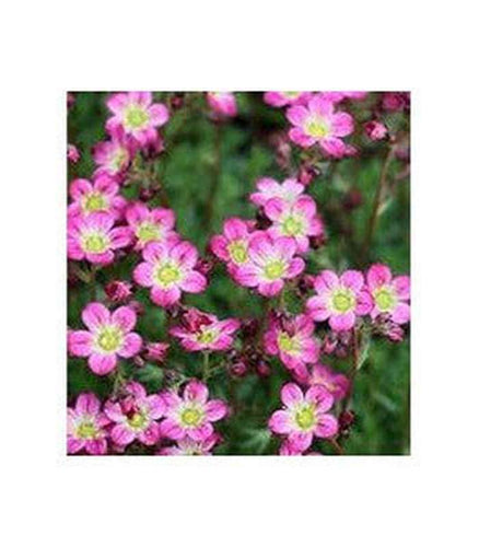 Saxifraga (3 Varieties Available) - Buy Cold Climate Plants Online Tablelands Nurseries