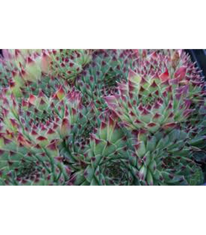 Sempervivum spp (5 varieties available) - Buy Cold Climate Plants Online Tablelands Nurseries