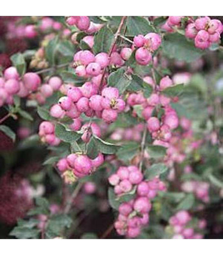 Simphoricarpus (Snowberry) - Buy Cold Climate Plants Online Tablelands Nurseries