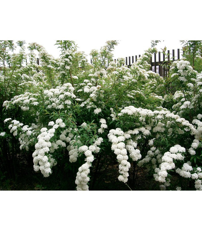 Spiraea cantoniensis (Maybush) - Buy Cold Climate Plants Online Tablelands Nurseries