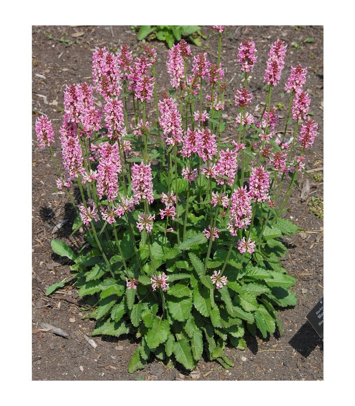 Stachys monieri Hummelo (Alpine Betony) - Buy Cold Climate Plants Online Tablelands Nurseries