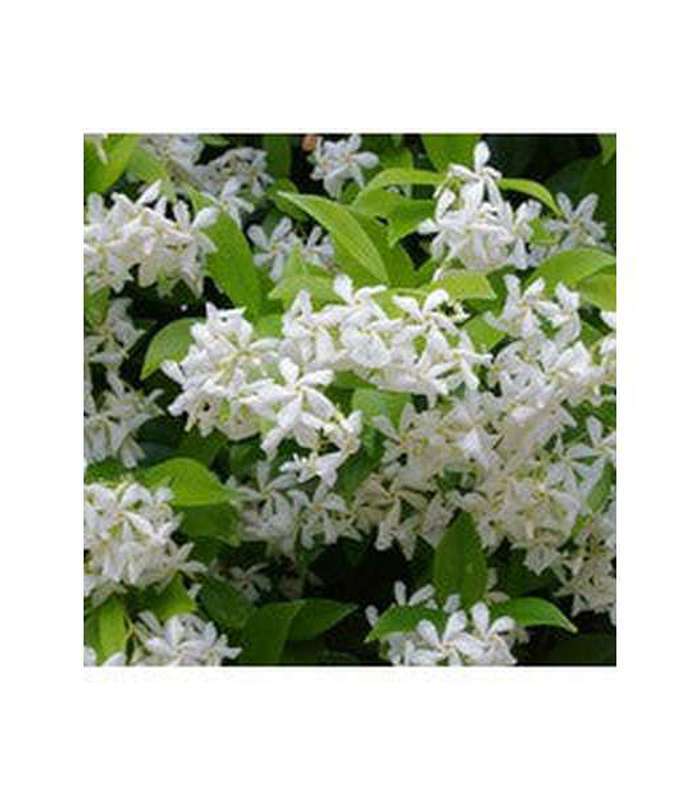 Trachelospermum jasminoides 'Star Jasmine' - Buy Cold Climate Plants Online Tablelands Nurseries