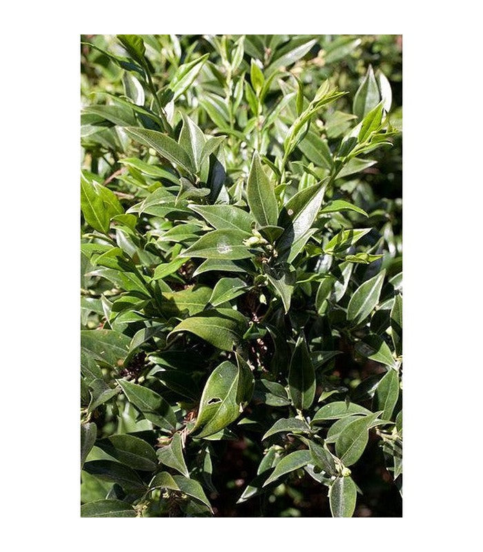 Sarcococca confusa (Sweet Box) - Buy Cold Climate Plants Online Tablelands Nurseries