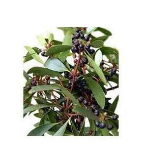 Tasmannia lanceolata (Male and Female available) - Buy Cold Climate Plants Online Tablelands Nurseries