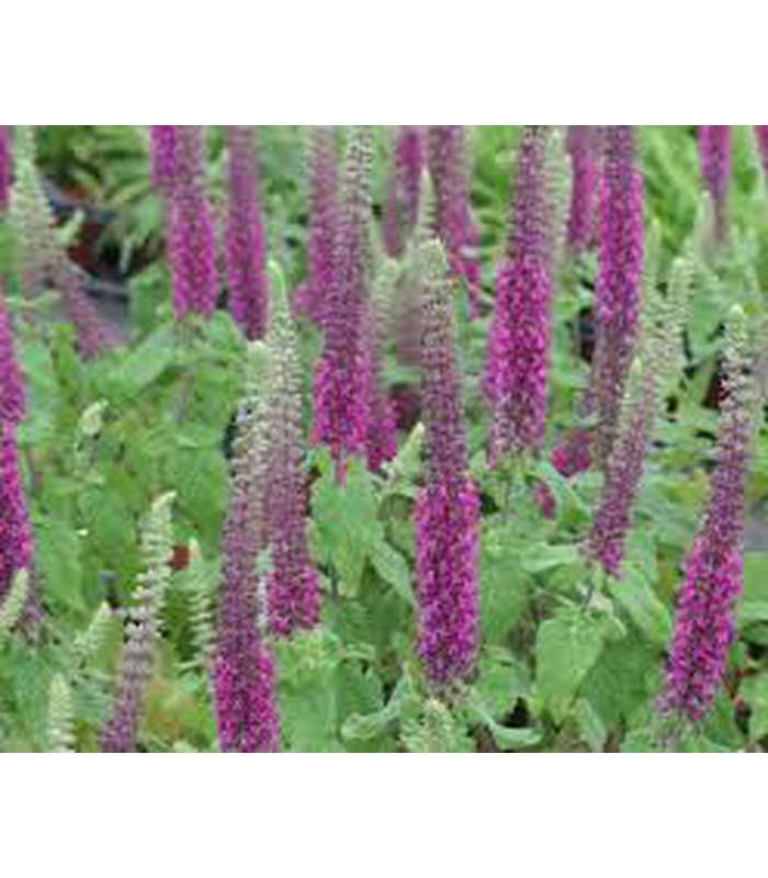 Teucrium hyrcanicum - Buy Cold Climate Plants Online Tablelands Nurseries