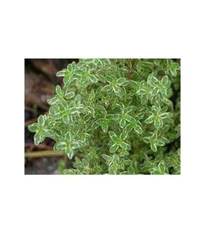 Thyme (5 Varieties Available) - Buy Cold Climate Plants Online Tablelands Nurseries