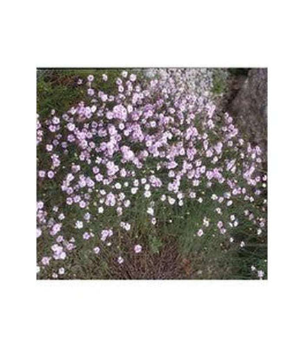 Tunicia saxifraga (2 Varieties Available) - Buy Cold Climate Plants Online Tablelands Nurseries